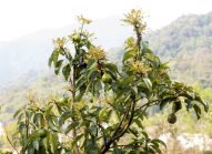 avocat-planter-bonduelle