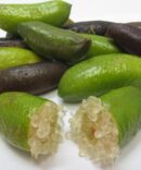CITRON CAVIR SEBALA FRUITS